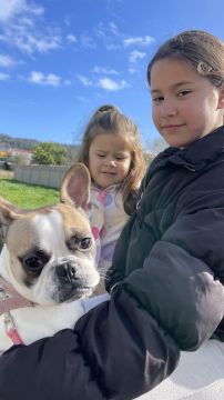 Dog Hotel