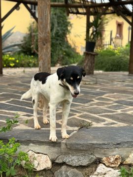Hotel para Cães