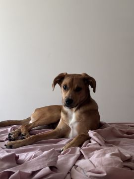 Dog Hotel