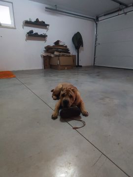 Dog Hotel