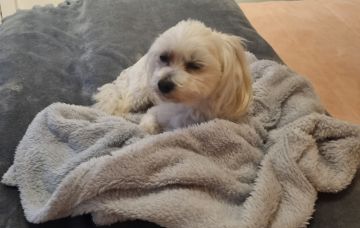 Pension pour chiens