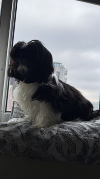 Hotel para Cães