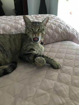 Hotel para Gatos