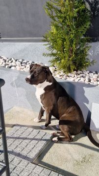 Dog Hotel