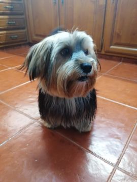 Hotel para Cães