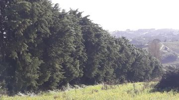 Tree Trimmer