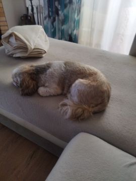 Hotel para Cães