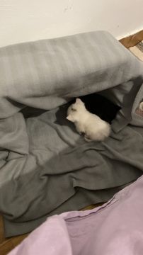 Hôtel pour chats