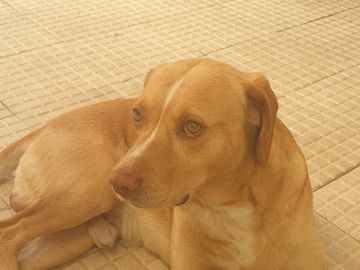 Pet Boarding and Daycare