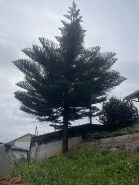 Poda e Manutenção de Árvores