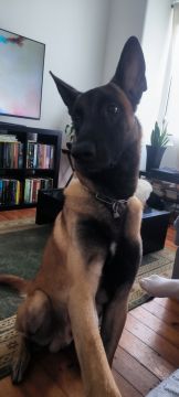 Hotel para Cães