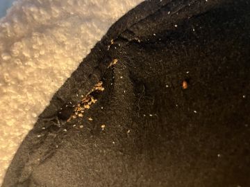 Bed Bug Exterminator