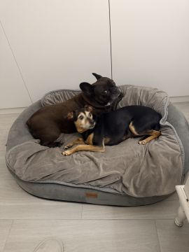 Hotel para Cães
