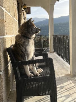 Hotel para Cães