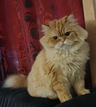 Hotel para Gatos