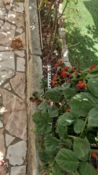 Gartenarbeiten