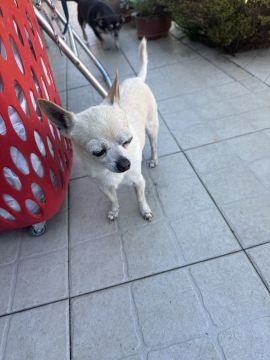 Hospedaje de perros