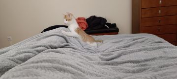 Hotel for Cats
