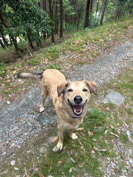 Pension pour chiens