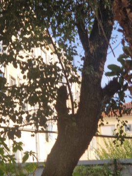 Podador de Árvores