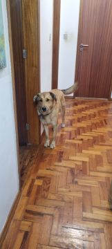 Hotel para Cães