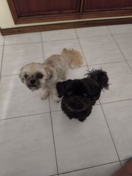 Hotel para Cães