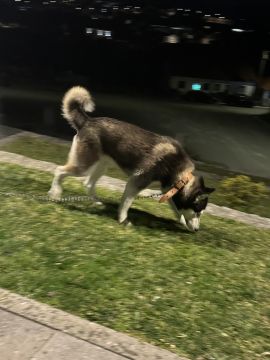 Hospedaje de perros