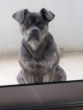 Hotel para Cães