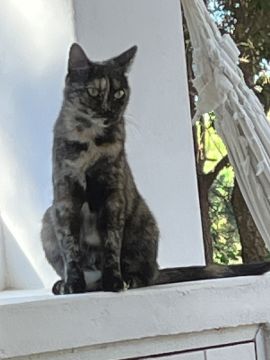 Hotel para Gatos