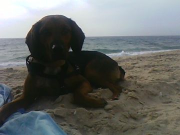 Pension pour chiens