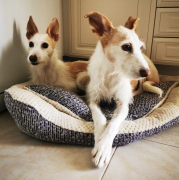 Hundepfleger