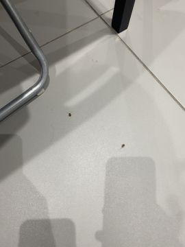 Empresa de Desinfestação - Casa