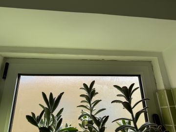 Paredes, Pladur e Escadas - Casa