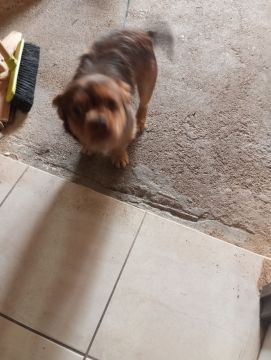 Hospedaje de perros
