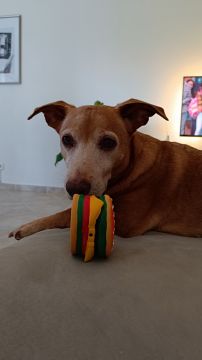 Hotel para Cães