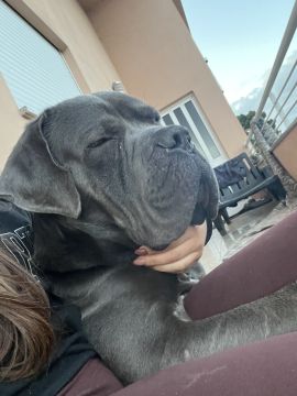 Hotel para Cães