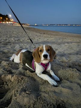 Pension pour chiens