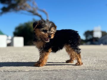 Hotel para Cães