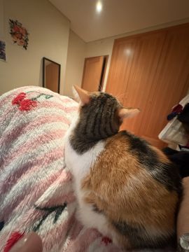Hotel para Gatos - Hotel e Creche para Animais
