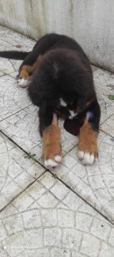 Creche para Cães