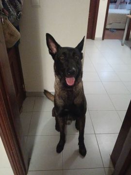 Hotel para Cães