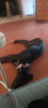 Dog Daycare