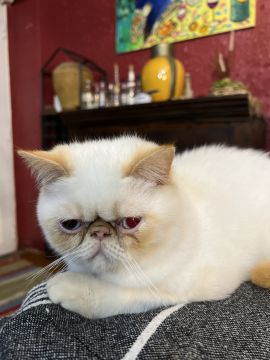 Hotel for Cats