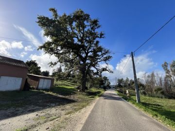 Tree Trimmer