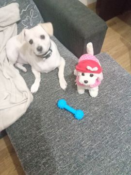 Hotel para Cães