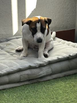 Hotel para Cães