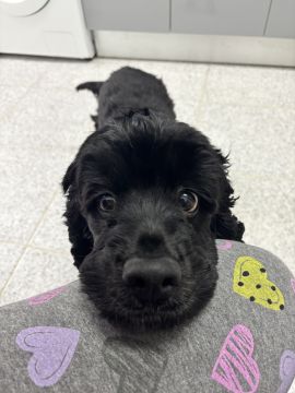Hotel para Cães