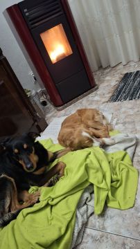 Hotel para Cães