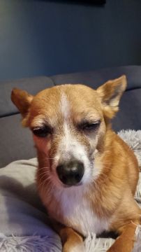 Hotel para Cães