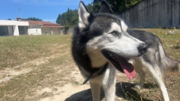 Hotel para Cães